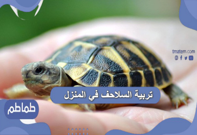 تربية السلاحف في المنزل